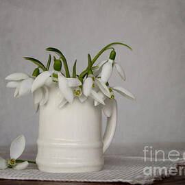 Still life with snowdrops by Diana Kraleva