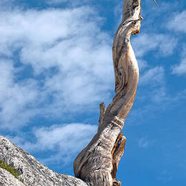 Still Standing  by Joe Schofield