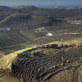 Strange Vineyards by Photo Atan Yilmaz