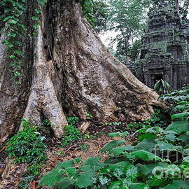 Strangler fig tree roots on the ancient Preah Khan Temple by Sami Sarkis Photography