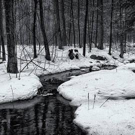 Stream Through The Misty Winter Woods by Jeff Sinon