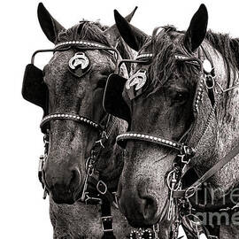 Strength by Olivier Le Queinec