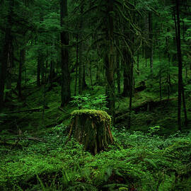 Stump by Zeb Andrews