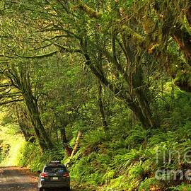 Subaru In The Rainforest by Adam Jewell
