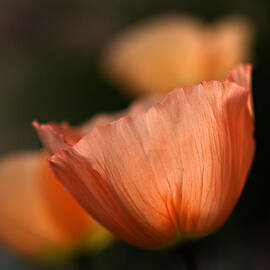 Suenos de Flores by Joe Schofield
