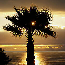 Sun and Palm and Sea by Joe Schofield