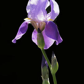 Sun-drenched Iris by Rona Black