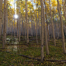 Sun Peeking Through the Aspen by Cascade Colors