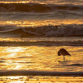 Sun Salutation by Mary Lee Dereske