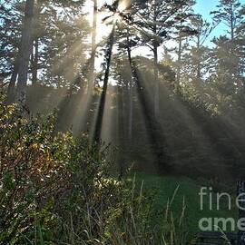Sun Through The Trees by Adam Jewell