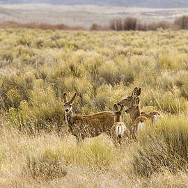 Sunday Outing by Jean Noren