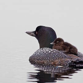 Sunday Ride by Jeff Sinon