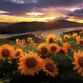Sunflower Field by Jeremy Cram Photography