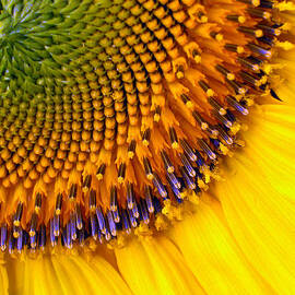 Sunflower by Jean Noren