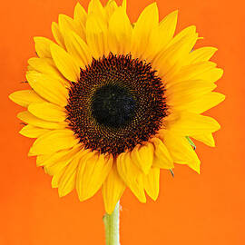 Sunflower on orange by Elena Elisseeva
