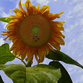 Sunflower with busy bees by Flees Photos