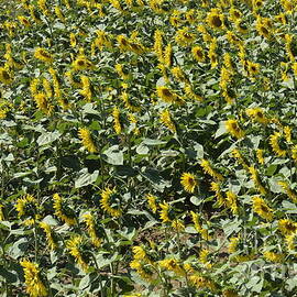 Sunflowers in Chianti by Sami Sarkis Photography