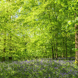Sunlight Streaming Through Summer by Fotovoyager