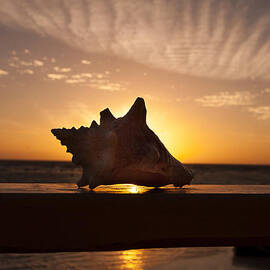 Sunrise Conch by Jean Noren