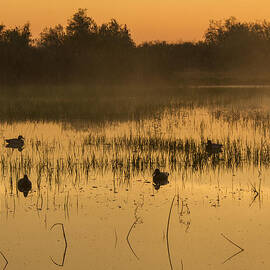 Sunrise on the Duck Pond by Jean Noren