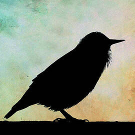 Sunrise on the roof top by Georgia Clare