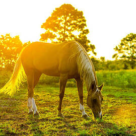 Sunset at the Barb Ranch by David Morefield