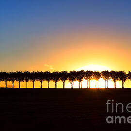 Sunset over Tree Lined Road by Olivier Le Queinec