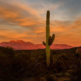 Sunset Sentinels by Mary Jo Allen