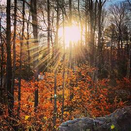 Sunset Through The Autumn Trees by Danielle Donders