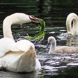 Swan Family Meal by Rona Black