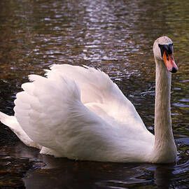 Swan Pose by Rona Black