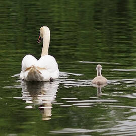 Swan Song by Rona Black