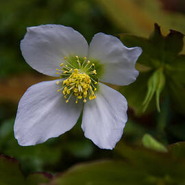 Sweet-Mock Orange blossom by Flees Photos