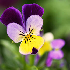 Sweet Violet by Rona Black