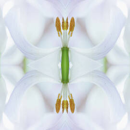 Symmetrical White Tulip Flower by Silvia Otte