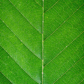 Symmetry   by Jeff Sinon