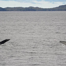 Humpback Whale Tails by Mary Lee Dereske
