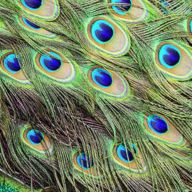 Tail Feathers Of Indian Peacok by Juan Silva