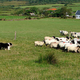 Take Them Home by Mark Callanan
