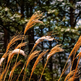 Tall grass in winter by Flees Photos
