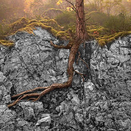 Taproot by Mary Jo Allen