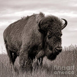 Tatanka by Olivier Le Queinec