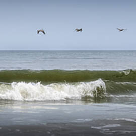 Ten Pelicans by Steven Sparks