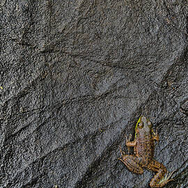 Tenacity  by Jeff Sinon
