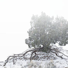 Tenacity by Mary Lee Dereske