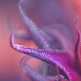 Tentacles by David Kelly