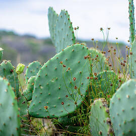 Texas Cactus by David Morefield