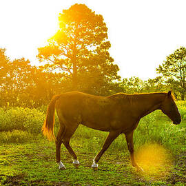 Texas Sunset by David Morefield
