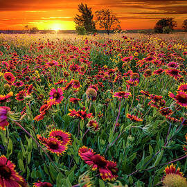 Texas Wildflowers At Sunrise by Dean Fikar