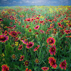 Texas Wildflowers by Dean Fikar